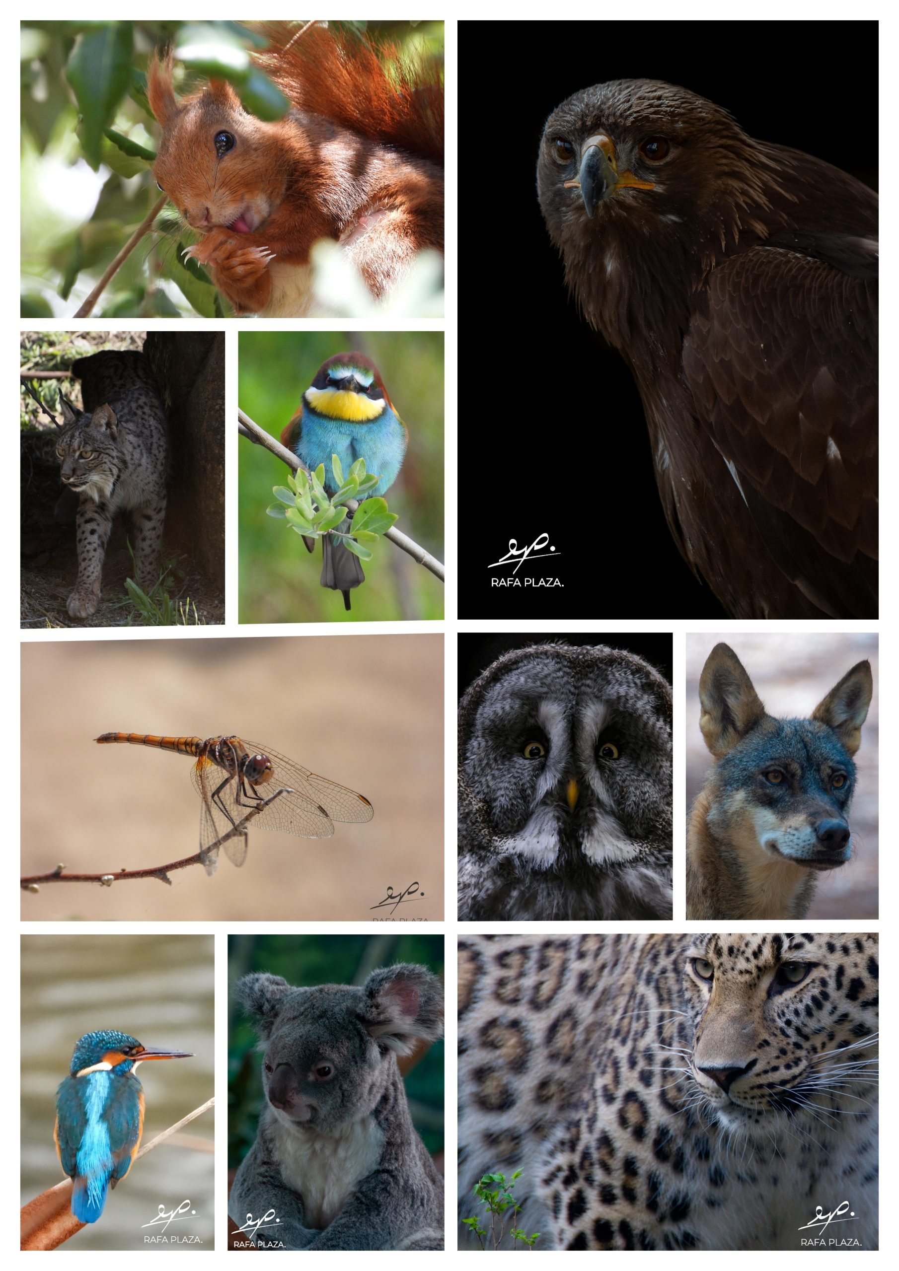 animales web mia2 — Rafa Plaza