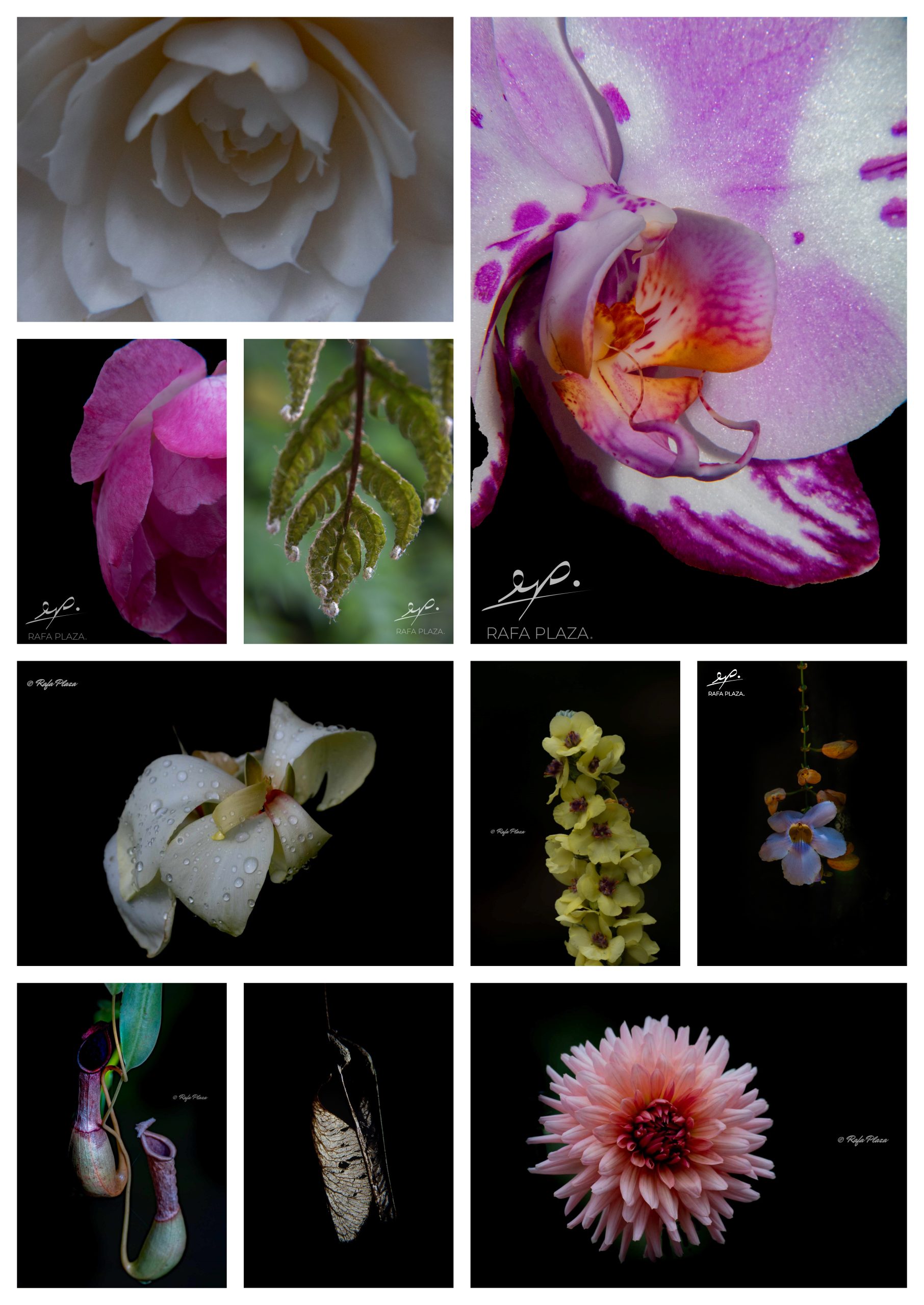 flores presentacion — Rafa Plaza